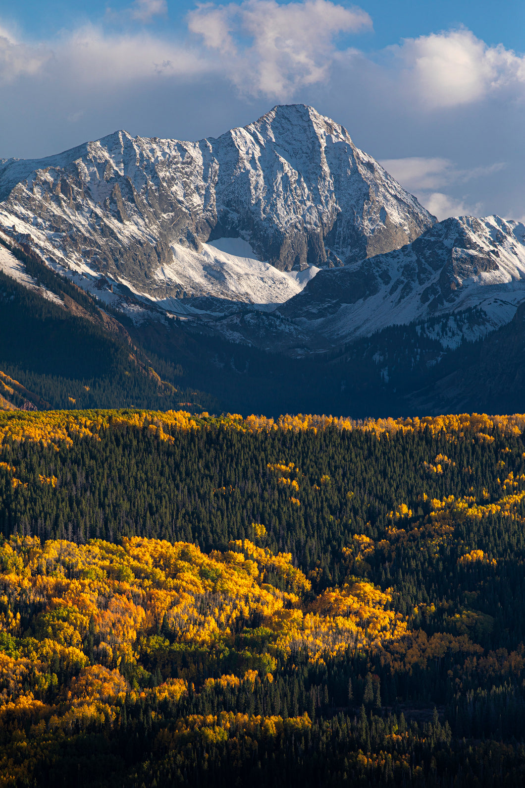 Aspens