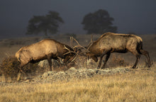 Load image into Gallery viewer, Bulls spar with each other during rutting season at Rocky Mountain National Park on Oct. 7, 2023. (Photos by Hugh Carey, The Colorado Sun)
