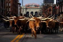 Load image into Gallery viewer, Longhorn cattle stroll up 17th Street from Denver Union Station in the parade to officially kick off the 118th National Western Stock Show Thursday Jan. 4, 2024. (Hugh Carey, The Colorado Sun)
